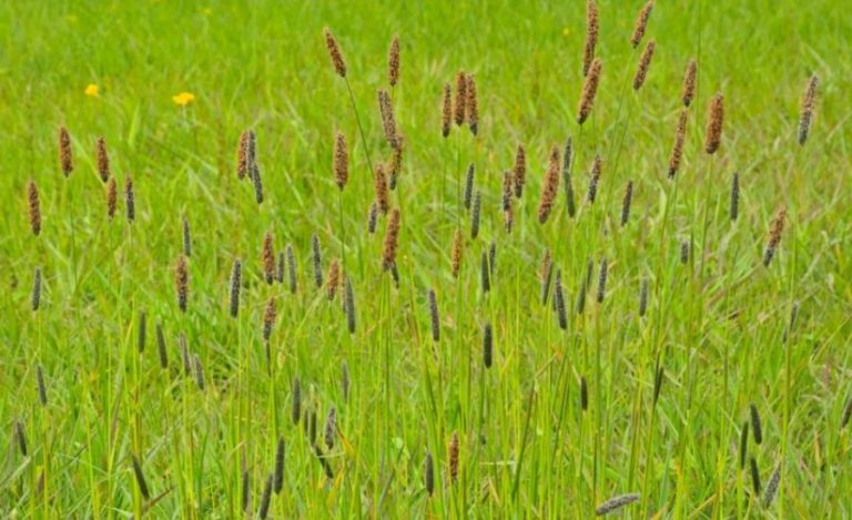 Boreal Alopecurus Taking Over My Lawn How To Get Rid, Identify & More